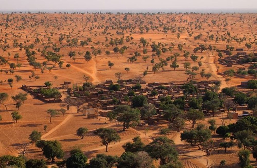 Confirmado: descubrieron en el desierto de Sahara 1.800 millones de árboles