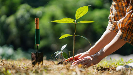 La planta que purifica el aire de tu jardín.