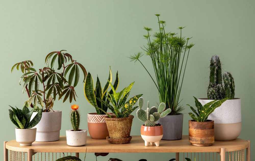 Llenar de plantas el hogar puede fortalecer algunos aspectos del entorno y quienes viven en ella.