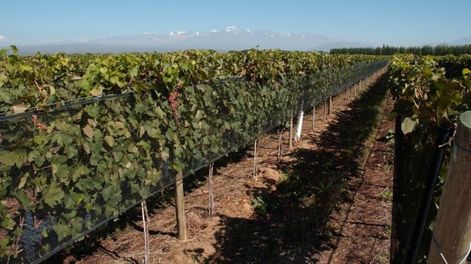 Desde el Ieral, de la Fundación Mediterránea, plantean que la estabilidad macro podría acentuar un cambio en la matriz productiva de Mendoza&nbsp;&nbsp;