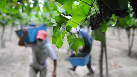 Cosecha de uva. Foto: Los Andes
