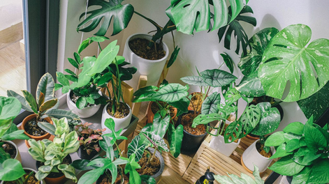 ideal para renovar las macetas de tu casa: como reciclar los envases de plastico que ya no usas