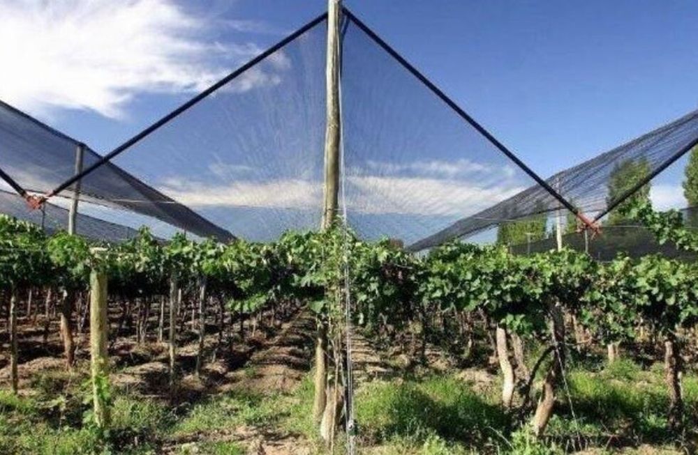 En tres años creció la superficie cubierta con tela antigranizo en Mendoza, equivale a 5 parques como el General San Martín.