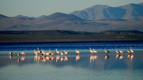 Laguna de Llancanelo, espejo de agua salada que se encuentra a 1.300 m de altura, en Malargüe, al pie de las montañas, en un ambiente semidesértico.