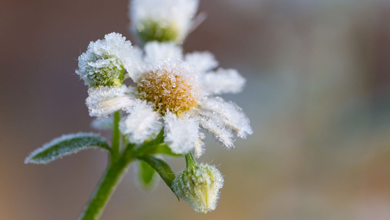Cómo cuidar las plantas del hogar del frío: claves para que sobrevivan al invierno