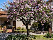 Para que el árbol desarrolle correctamente su estructura necesita suficiente espacio y una ubicación adecuada.