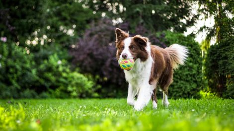 Por qué tu perro se vuelve loco de alegría cuando llegás a casa, según la ciencia