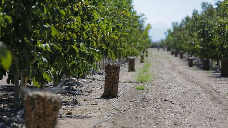 En 2020 se exportaron 7.766.866 dólares por nueces de nogal frescas o secas con cáscara (con un volumen de 3.360 toneladas) desde nuestra provincia. / Foto: Los Andes