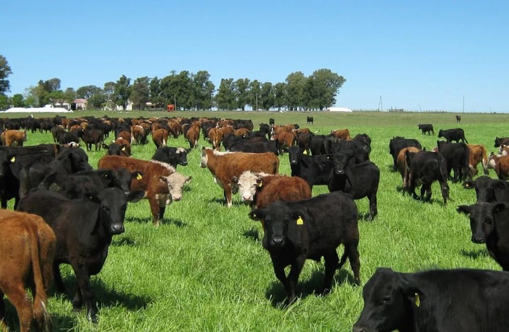 Como potenciar la base forrajera para mejorar la producción ganadera