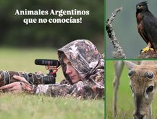 Revelaron impresionantes imágenes de animales autóctonos pocas veces vistos en Argentina.