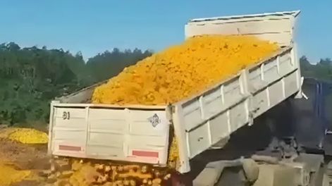 En Entre Ríos tiraron 8.000 kilos de mandarinas porque la gente no puede comprarlas.