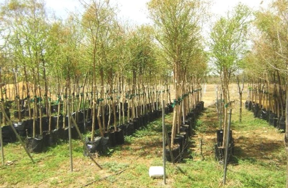 La producción artesanal en el vivero provincial alcanza un promedio anual de 6.000 ejemplares de árboles, arbustos y plantas florales, lo que en los últimos 4 años arroja un cifra de 24.000. (Foto Web)