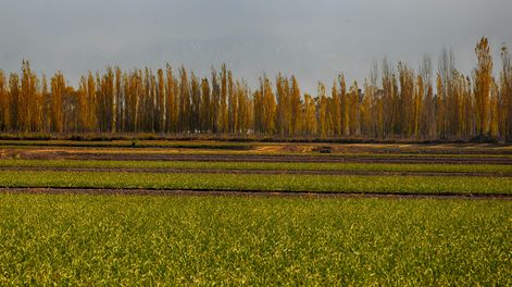 Maipú Agrolimpio: el programa que cuida el ambiente y acompaña a los productores