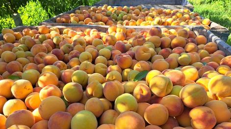 Los Andes | ZCRF5ELVGJCCBAU4J2JDNY3JFM.jpg?quality=75&smart=true&auth=839d9017932849d995ea36ca28cbc4c75024b83f4ef5fb78061514638b4cfe55&width=980&height=640