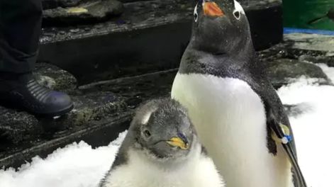 Murió Sphen, el famoso pingüino gay que formó una familia. Foto: X