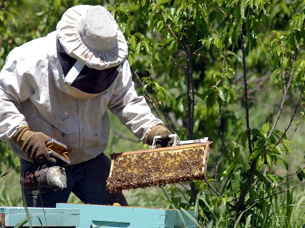 La apicultura mendocina busca abandonar la venta a granel para comercializar la miel fraccionada y obtener una mayor rentabilidad.