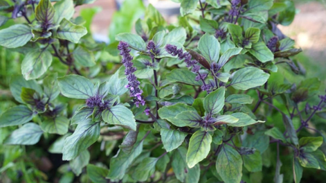 Una planta sorprendente protege tu jardín y facilita la jardinería de tus plantas.