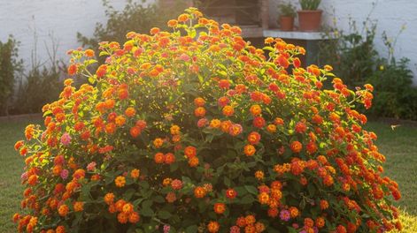 Tres plantas que resisten un verano extremo casi sin riego, en patios o jardines con mucho sol