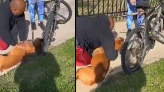 El hombre le hizo RCP a su perro que se desmayó en plena vía pública y le salvo la vida.