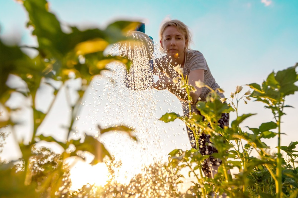 Las plantas del jardín sufren si la jardinería ignora el sol y sus horarios.