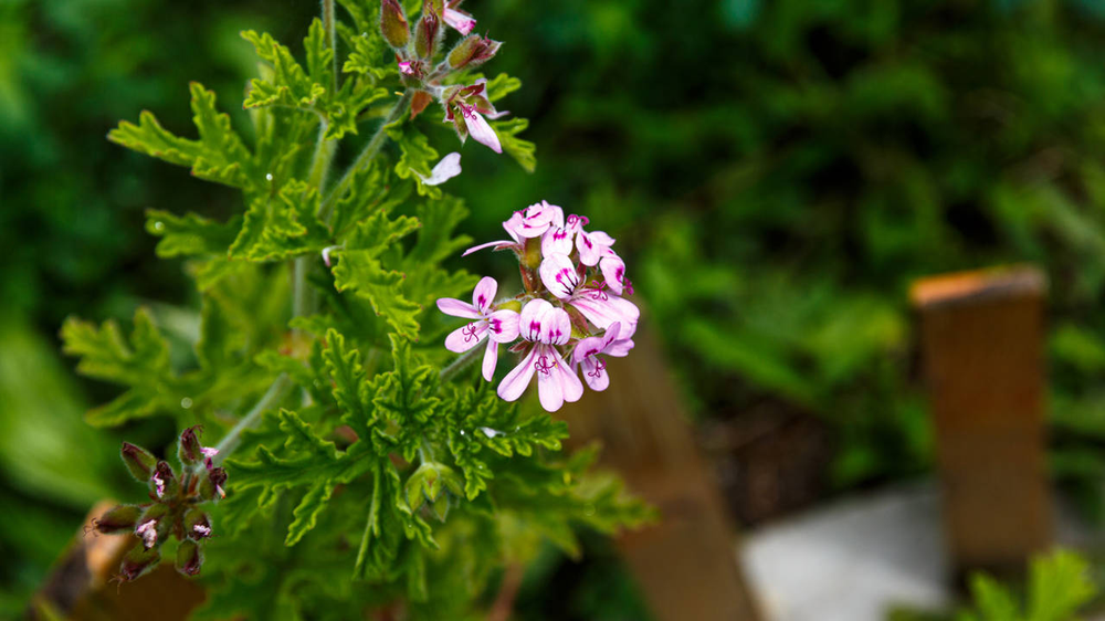 En jardín y jardinería, estas plantas ahuyentan mosquitos naturalmente dentro del hogar.