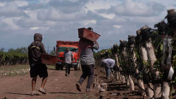 Las MiPyMEs vitivinícolas de Mendoza podrán solicitar un préstamo por un monto equivalente a 2.000 salarios mínimos, vital y móvil /Foto: Ignacio Blanco / Los Andes