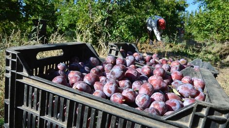 Realizan encuentros para que los productores de ciruela D’Agen puedan exportar a China