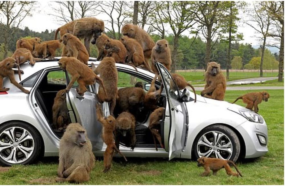 Más peligroso que mono con navaja es una manada con ¡motosierras!