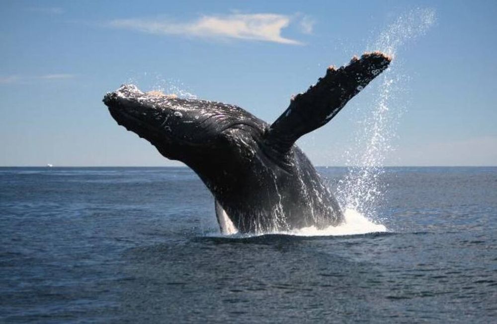 Japón amenaza con volver a  la caza comercial de ballenas