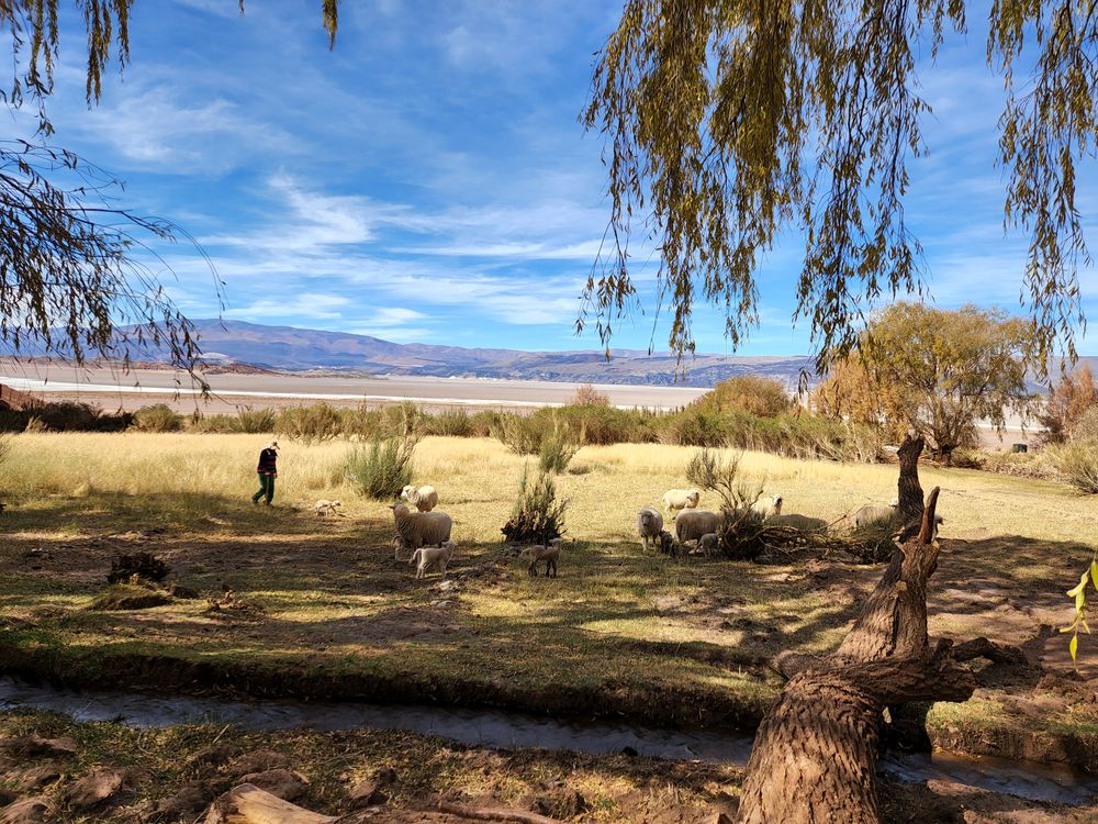 Paraje Las Quínoas, territorio de la puna catamarqueña, rica en salares.  
