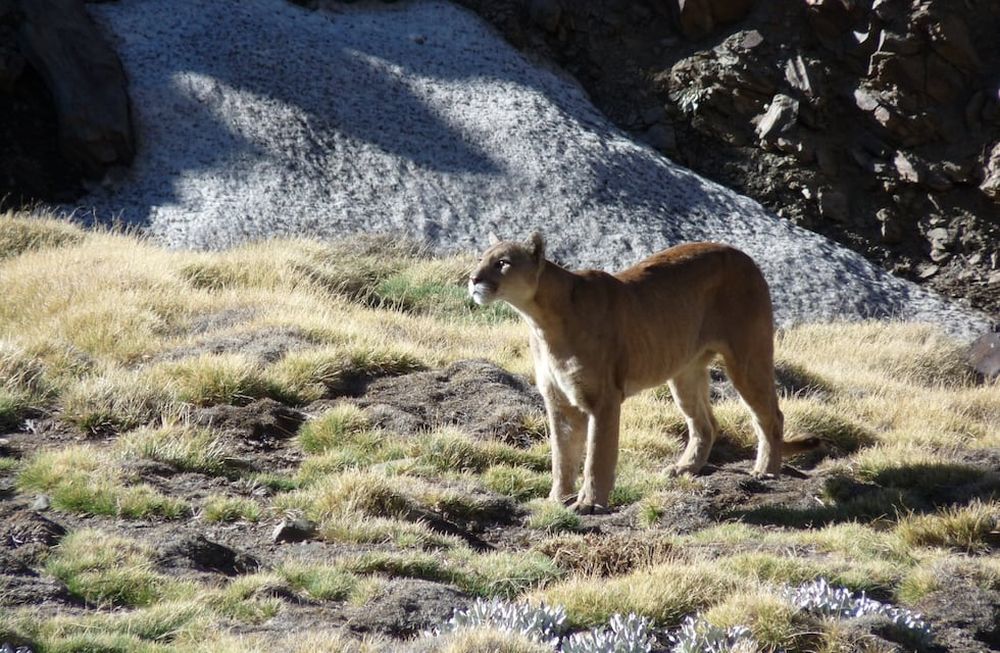 Desde Mendoza presentan recurso para frenar la caza de pumas en la Patagonia: por qué es legal y cuánto pagan. Foto: Gentileza Fundación Cullunche