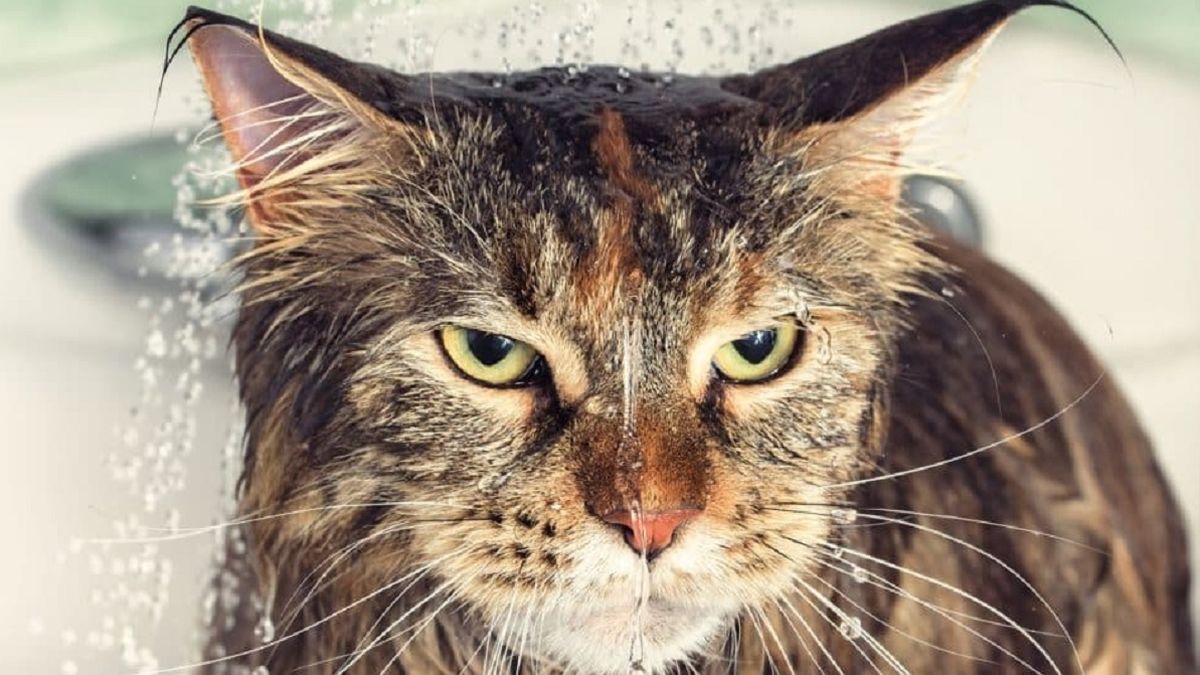 ¿Por qué los gatos odian el agua? Expertos explican el origen de este comportamiento