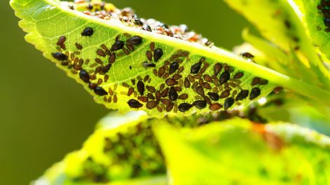 Para alejar a los insectos fácilmente, deberás mantener el jardín limpio, retirar hojas secas y podar las ramas más afectadas.