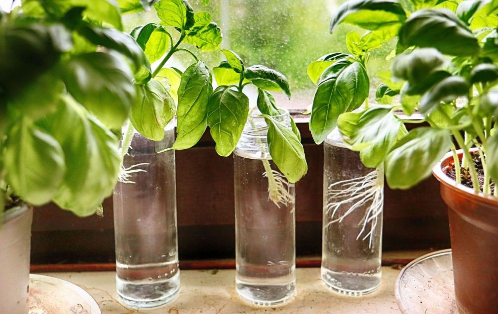 El aroma de las hojas de albahaca no saturan el aire ni dejan residuos qu&iacute;micos.