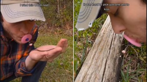 El besador de insectos, creado por @legbootlegit.