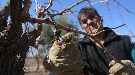 Los Andes | El trabajo en negro sigue siendo una constante entre el personal temporario en fincas de nuestra provincia. Foto: José Gutiérrez / Los Andes