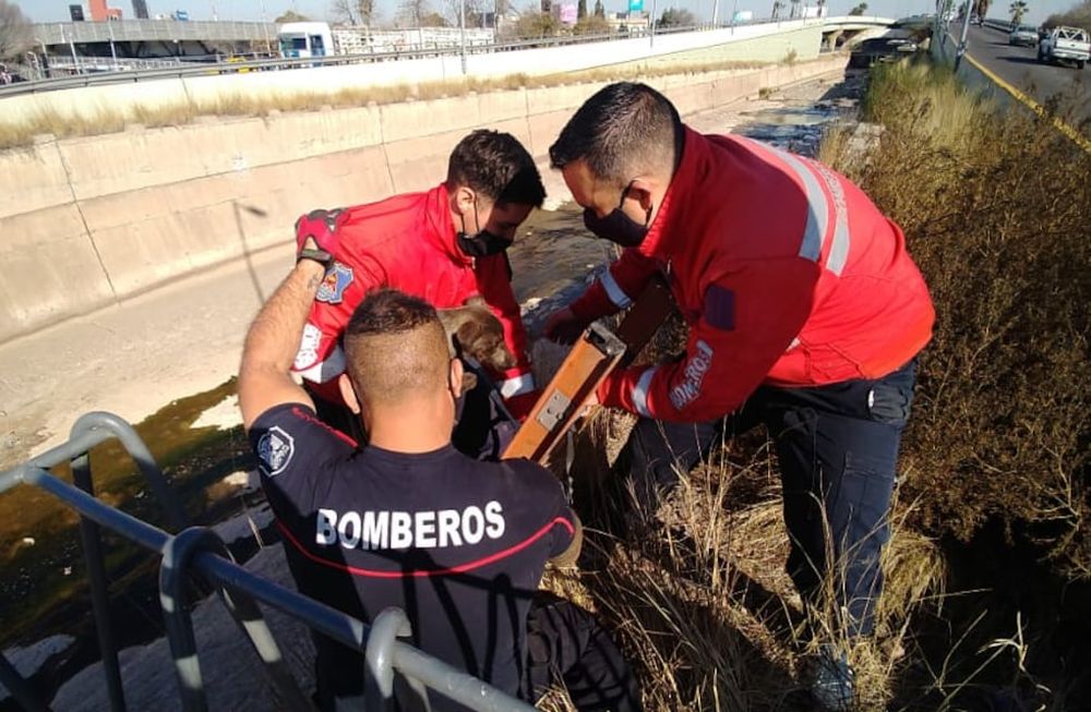 Miembros del Cuartel Central de Ciudad se hicieron presente en el Cacique Guaymallén para rescatar a un perrito callejeros. Foto: Mariana Villa / Los Andes
