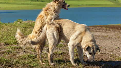 Cuáles son las 3 razas de perros que más intentan montar a otros perros.