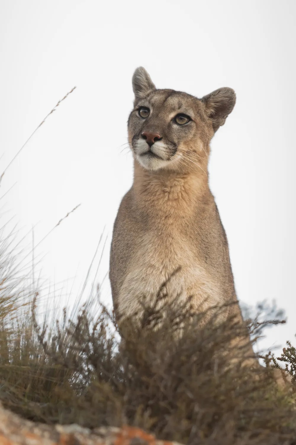 Puma in Villavicencio Nature Reserve