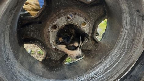 El perro viral por quedar atrapado en una llanta.