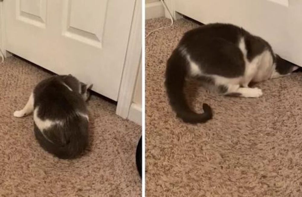 El felino parece desafiar las leyes de la física mientras fuerza su cuerpo a través del espacio entre la parte inferior de la puerta y el piso.