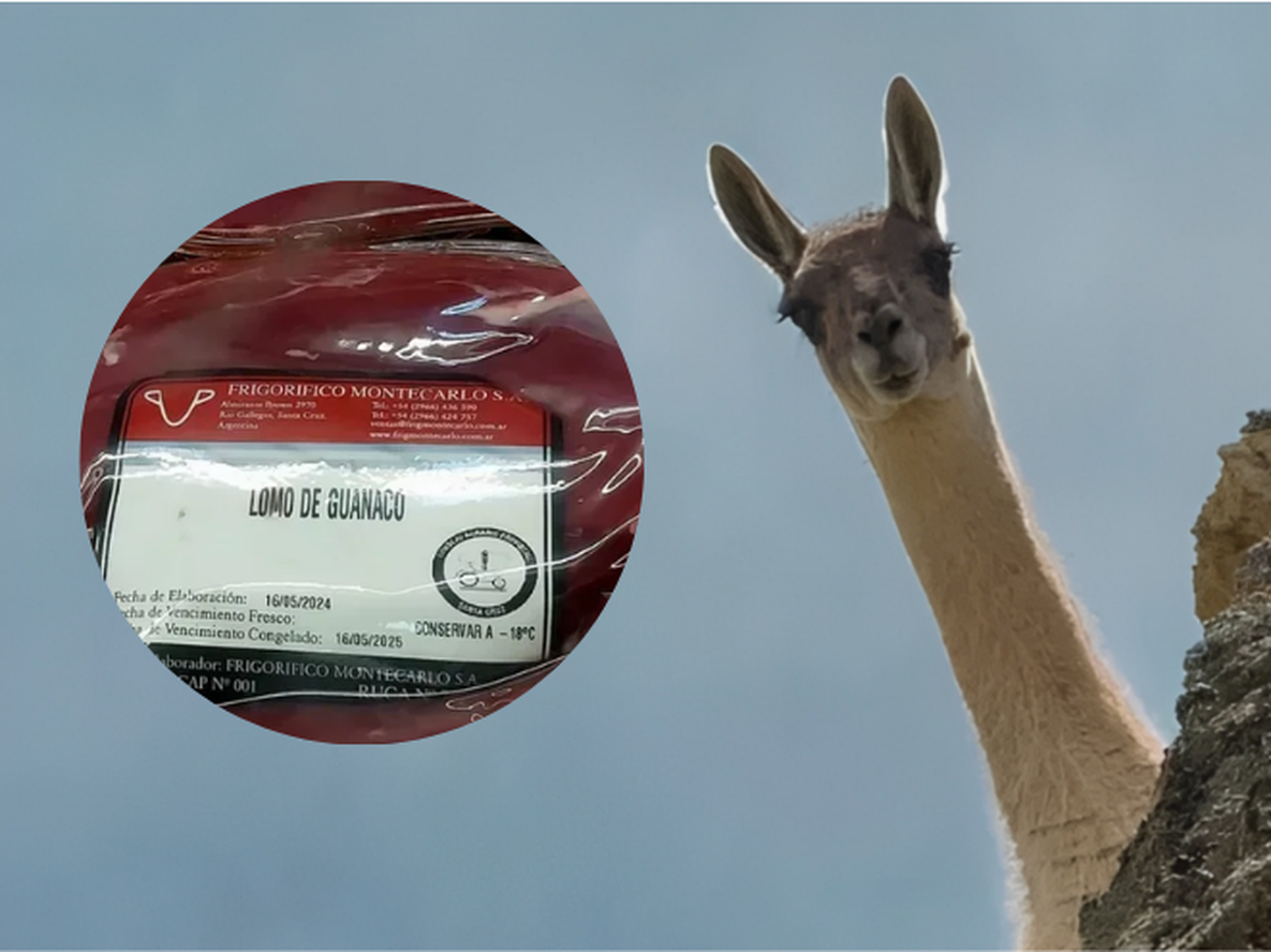 Comenzaron a vender carne de guanaco en la Patagonia