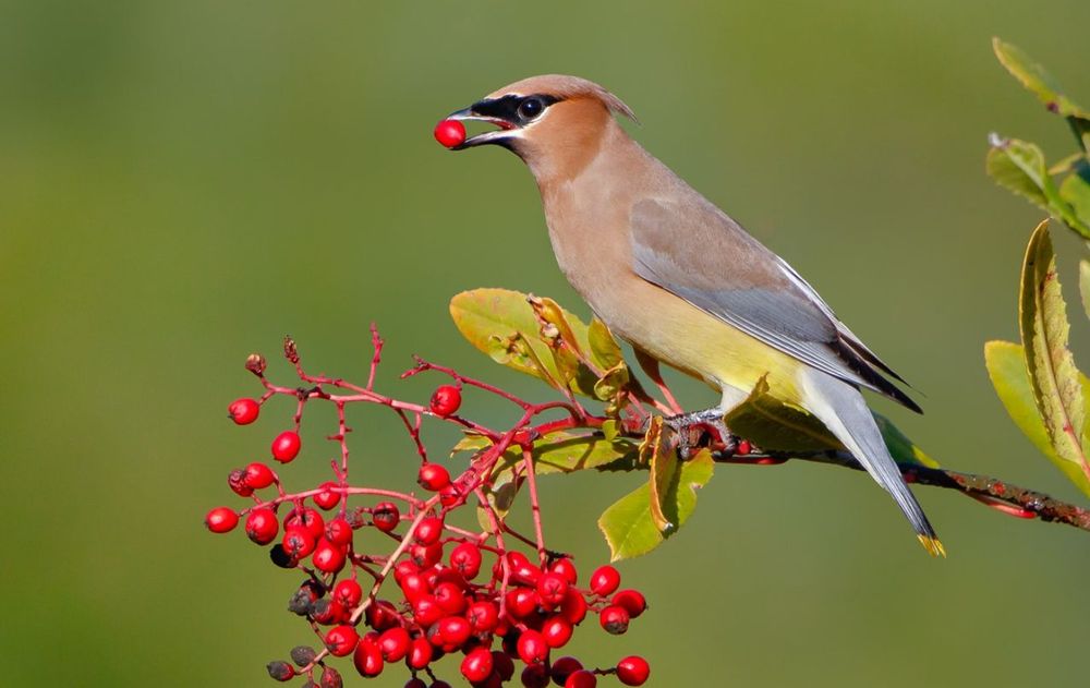 Ofrecer alimento natural a las aves a través de los árboles frutales no solo embellece el jardín, sino que también genera un punto de encuentro con la naturaleza.