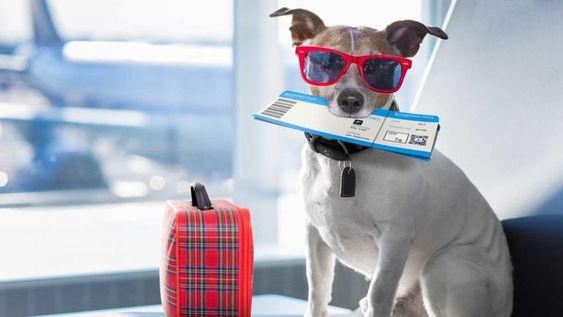 Para viajar al exterior con los peludos de la familia, se debe contar con un certificado del SENASA, que certifique la sanidad del animal.