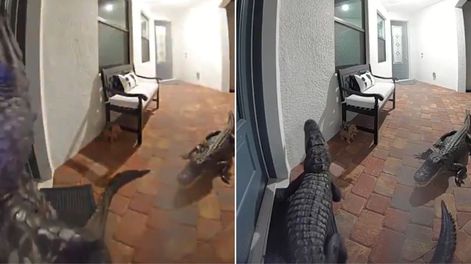 Insólito: dos cocodrilos le tocaron el timbre de su casa.