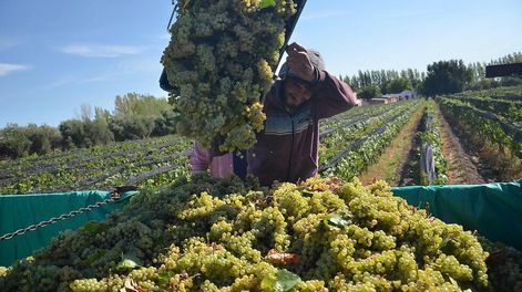 Este año se otorgaron los permisos de exportación a nuevas empresas, entre ellas Incovit, Orion Juice y Uvas Argentinas.