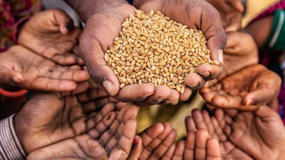 Rusia ofrece donar medio millón de toneladas de cereales para África y Asia