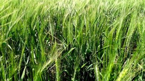 TRIGO EN LA ZONA NÚCLEO. Estado del cultivo 2022/2023 en los departamentos Unión y Marcos Juárez. (Gentileza Bolsa de Cereales de Córdoba)