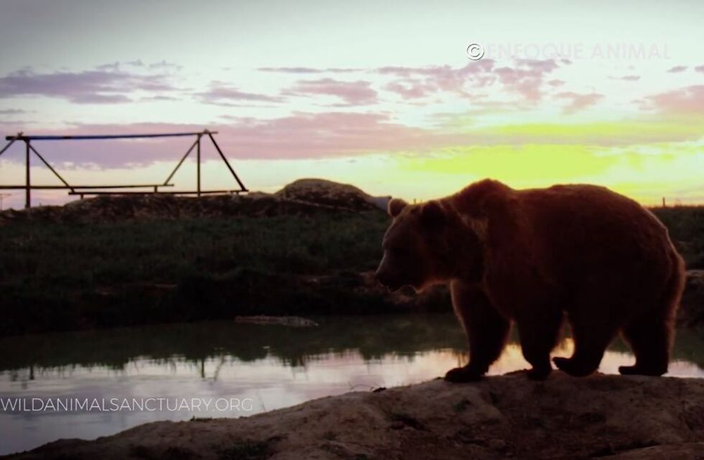Video: la liberación de los vecinos de los osos mendocinos en el santuario de EE.UU.