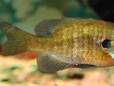Estos fueron los peces que el alcalde de Chicago regaló al heredero de Japón.&nbsp;